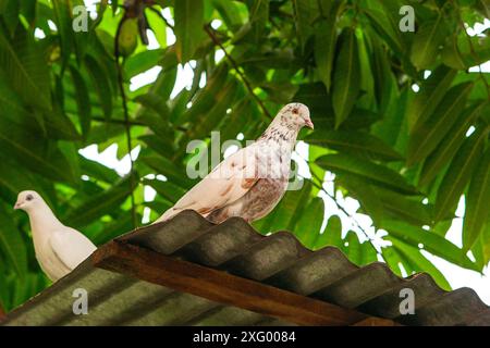 Splendidi piccioni da vicino Foto Stock