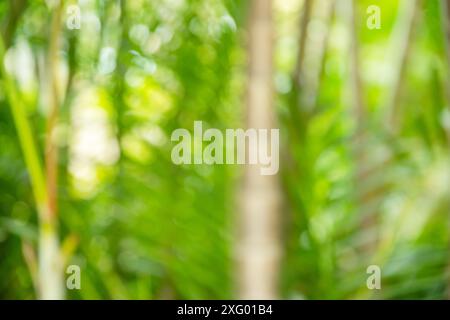 Culmi e foglie di bambù verde bokeh. Motivo o sfondo estivo tropicale verde chiaro. Foto Stock