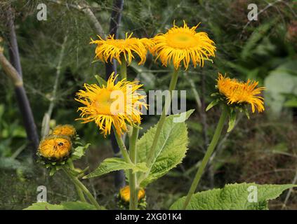 Elecampane, Horse-heal o Elfdock, Inula helenium, Asteraceae. Eurasia. Foto Stock