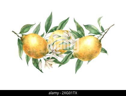 Limone giallo agrumato fresco, foglie verdi e fiori bianchi delicati. Illustrazione ad acquerello isolata in stile realistico. Composizione fatta a mano per decori Foto Stock