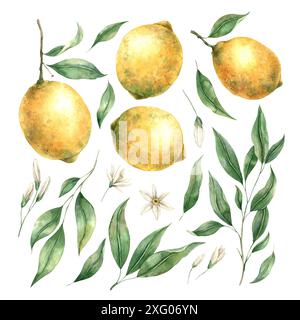 Set di succosi limoni gialli realistici e foglie verdi con fiori. Acquerello isolato floreale botanico in stile realistico. Composizione per inter Foto Stock