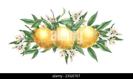 Limone giallo agrumato fresco, foglie verdi e fiori bianchi delicati. Illustrazione ad acquerello isolata in stile realistico. Composizione fatta a mano per decori Foto Stock