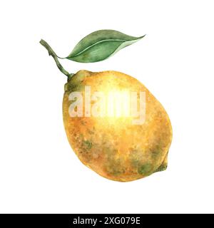 Limone giallo maturo e succoso con foglie verdi illustrazione botanica ad acquerello isolato in uno stile realistico. Composizione fatta a mano per interni, carte, coniglio Foto Stock