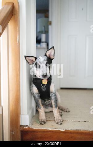 Vista ravvicinata dell'Australian Cattle Dog Blue Heeler Bluey Foto Stock
