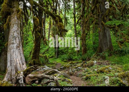 WA25510-00...WASHINGTON - Campeggio Trail che passa attraverso alberi ricoperti di muschio situati sul lago Baker. Foto Stock