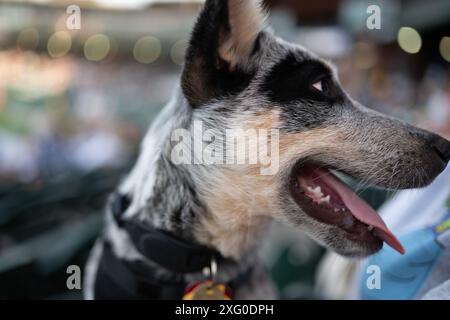 Vista ravvicinata dell'Australian Cattle Dog Blue Heeler Bluey Foto Stock