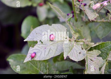 Le larve di coleottero della patata del Colorado mangiano foglie di patate giovani. Foto Stock