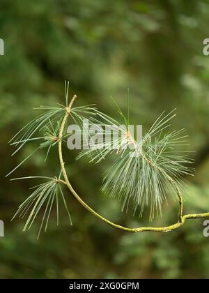 Lussureggiante bosco autunnale vicino a Leominster, Herefordshire, Regno Unito Foto Stock