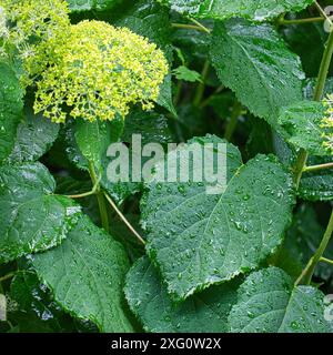 Stagione delle piogge in Renania: Ortensie con palle di neve coperte da migliaia di gocce di pioggia (n. 02), germania, Mönchengladbach Foto Stock