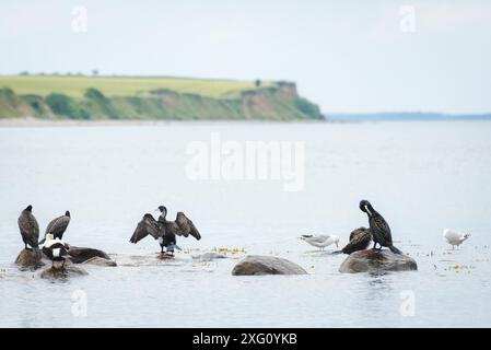 Cormorani (Phalacrocorax carbo) che riposano e asciugano le loro piume Foto Stock