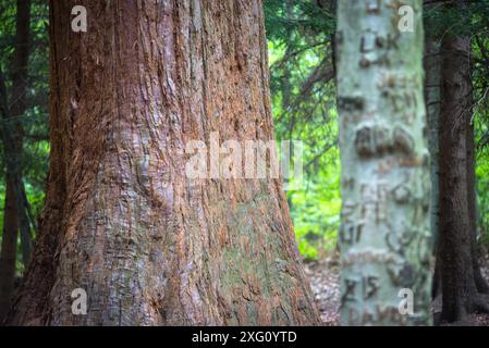 La corteccia testurizzata di un albero di sequoia in Burgenland Foto Stock