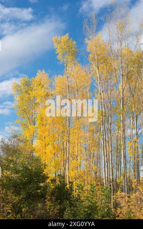 Collezione di belle foglie d'autunno colorate, verdi, gialle, arancioni, rosse Foto Stock