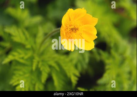 Calendula paludosa e calice re primo piano, un fiore giallo su sfondo verde sfocato Foto Stock