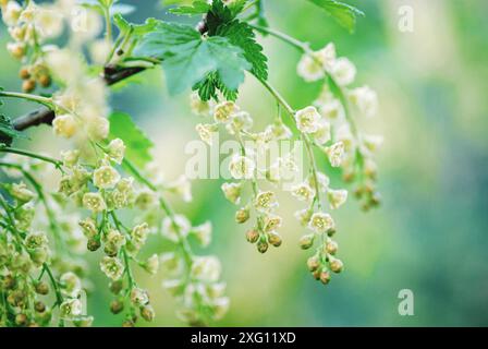 Ribes da giardino in fiore primo piano (Ribes rubrum), ribes rosso in fiore in primavera Foto Stock