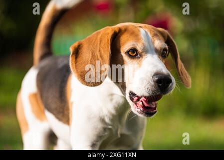 Cane da Beagle maschio purebred all'aperto che corre attraverso il giardino con la mela in bocca. Canino sfondo Foto Stock