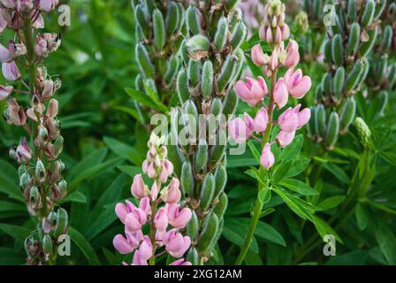 Pianta di lupino con baccelli di semi e fiori rosa (Lupinus polyphyllus) nel giardino Foto Stock