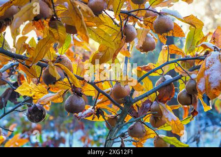 Medlar su albero con neve, molti medlar comune su albero con neve, autunno Foto Stock