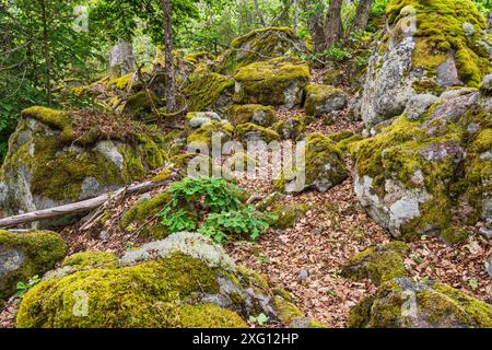 Foresta con rocce vicino a Figeholm in Svezia Foto Stock