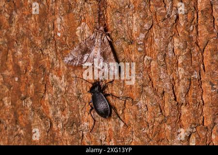 Scarabeo in terra d'oro o scarabeo in giardino (Carabus hortensis) e archi scuri (Apamea monoglypha) su un albero di notte Foto Stock