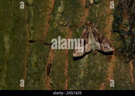 Apamea monoglypha, gli archi scuri su un albero nella notte. Archi scuri (Apamea monoglypha), chiamati anche mangiatori di radice Foto Stock