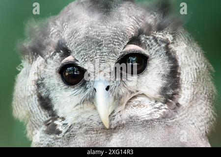 Primo piano di un gufo che si guarda intorno, fotografia di alta qualità Foto Stock