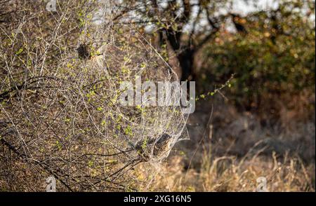 Il nido di Ragno sociale Africano (Stegodyphus Dumicola) al sole del mattino al Parco Nazionale di Kruger, Sudafrica Foto Stock