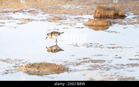 Sanderling, Calidris alba, adulto che muta in inverno piumaggio uccello che corre lungo Foto Stock