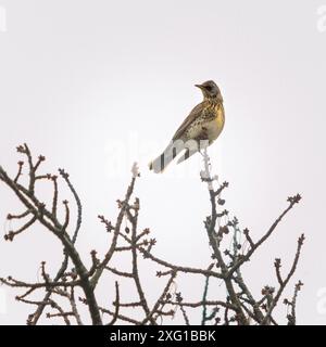 Song thrush su un ramo di un ciliegio Foto Stock