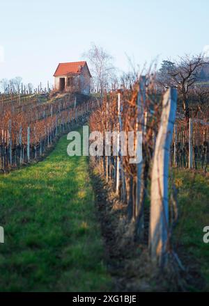 Ammira la ripida strada rettilinea nel paesaggio dei vigneti autunnali in una giornata di sole. Piccola capanna in cima a una collina, foglie dorate e cielo blu Foto Stock