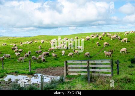 Pascolo di pecore nella regione di Manawatu-Whanganui - nuova Zelanda Foto Stock