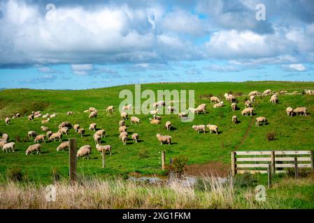 Pascolo di pecore nella regione di Manawatu-Whanganui - nuova Zelanda Foto Stock