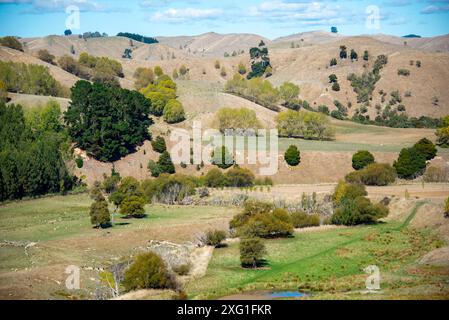 Pascolo di pecore nella regione di Manawatu-Whanganui - nuova Zelanda Foto Stock