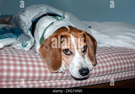 Cane Beagle disteso sul letto e guardando la telecamera. Foto Stock