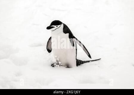 Pinguino Chinstrap, isola di Barrientos, Antartide, sabato 18 novembre, 2023. foto: David Rowland / One-Image.com Foto Stock