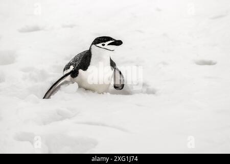 Pinguino Chinstrap, isola di Barrientos, Antartide, sabato 18 novembre, 2023. foto: David Rowland / One-Image.com Foto Stock