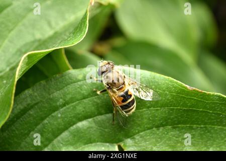 Comune mosca drone, Eristalis tenax, femmina che si crogiola su una foglia verde. Foto di alta qualità Foto Stock