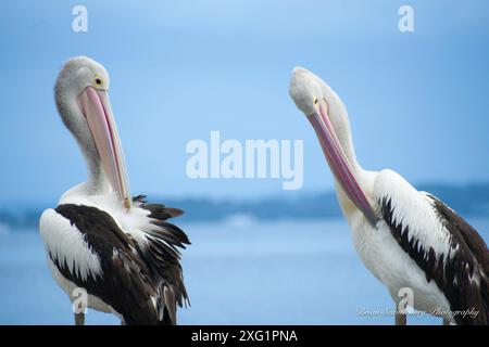 Due pellicani australiani sul molo che grattano entrambi un prurito. Foto Stock