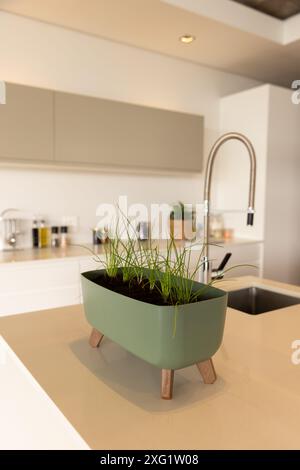 Coltivare erbe in cucina moderna, piantatrice verde sul piano di lavoro vicino al lavandino Foto Stock