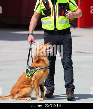 Cane che annusa droga dall'unità K-9 della squadra di narcotici durante la ricerca di trafficanti di droga con il suo responsabile Foto Stock