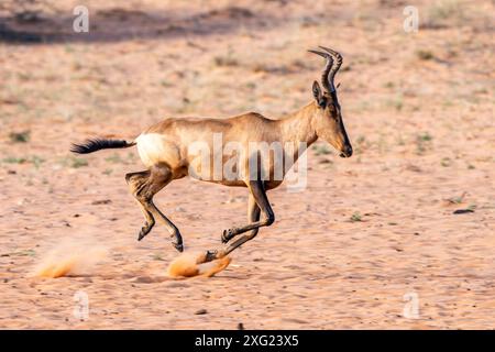 Correre Red Hartebeest in Sud Africa. Foto Stock