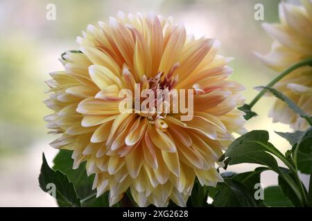 Cultivar 'dahlia decorativa' in colore giallo e bianco con sfumature di rosso: (Pix Sanjiv Shukla) Foto Stock