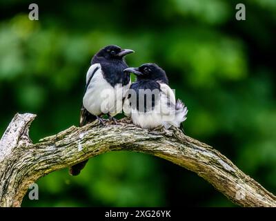 Due giovani magpies in estate nel Galles centrale Foto Stock