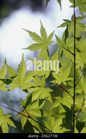 Albero di Acero (Acer sp.) lascia Foto Stock