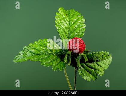 Splendida Duchesnea indica rossa fiorita o fragola di faise su sfondo verde. Primo piano della testa dei fiori. Foto Stock