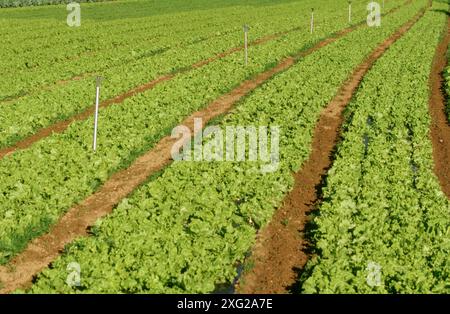Le lattughe di campo. Haro. La Rioja. Spagna Foto Stock