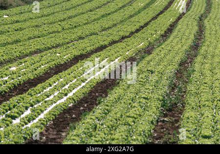 Le lattughe di campo. Haro. La Rioja. Spagna Foto Stock