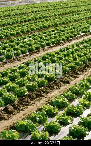 Le lattughe di campo. Haro. La Rioja. Spagna Foto Stock