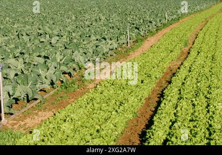 Le lattughe e i cavolfiori campo. Haro. La Rioja. Spagna Foto Stock