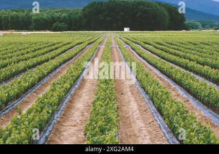 Vigneto in Navarra. Spagna Foto Stock