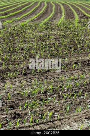 Piantine di mais piantate di recente in un campo con piste per ruote, Puy de Dome, Auvergne-Rodano-Alpi, Francia Foto Stock